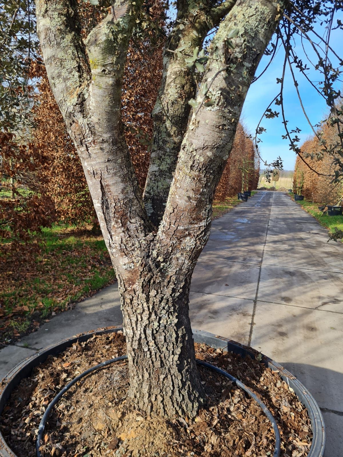 rondbladige-steeneik-hoogstam Rondbladige steeneik | Halfstam / solitair