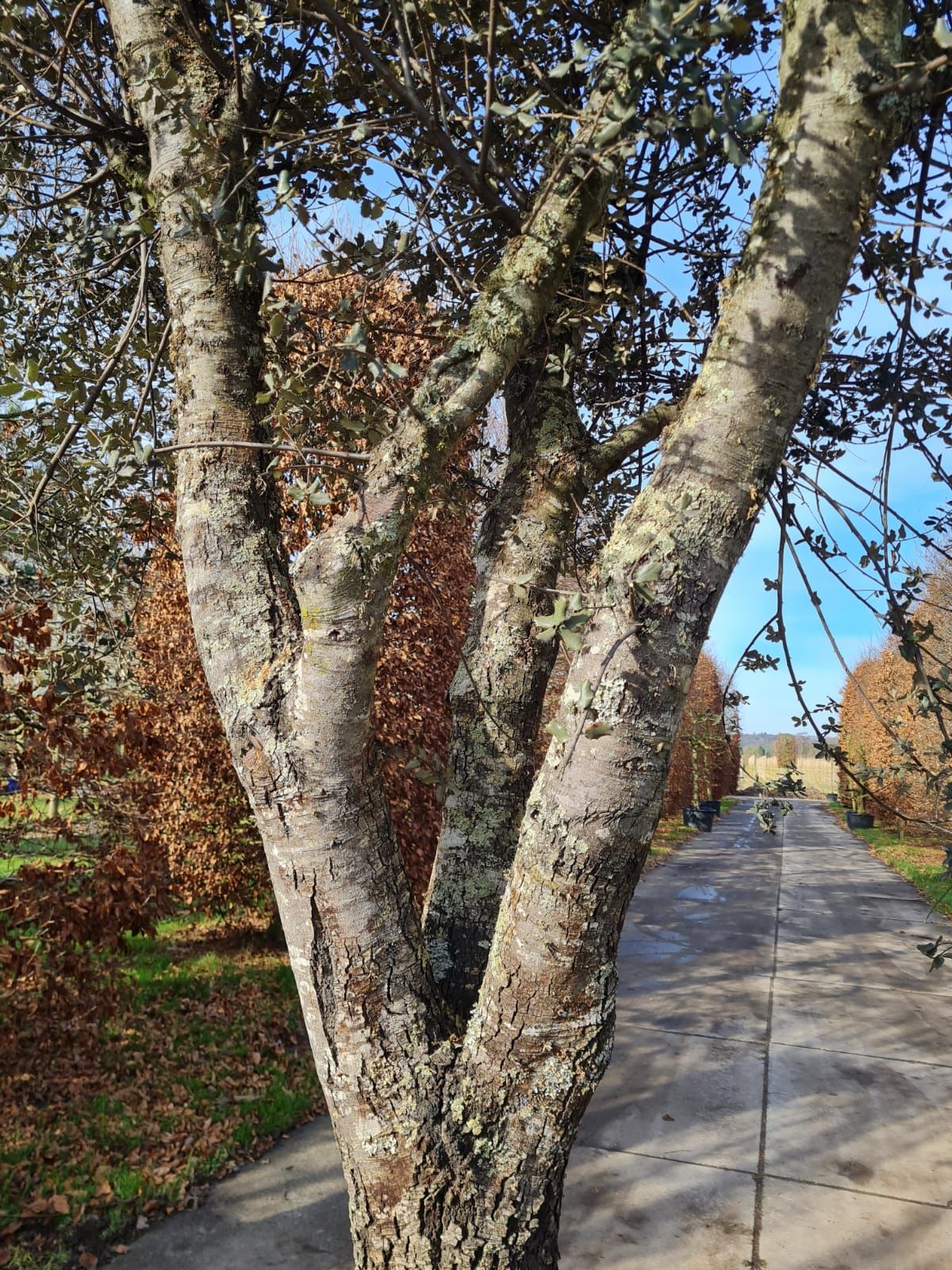 rondbladige-steeneik-hoogstam Rondbladige steeneik | Halfstam / solitair