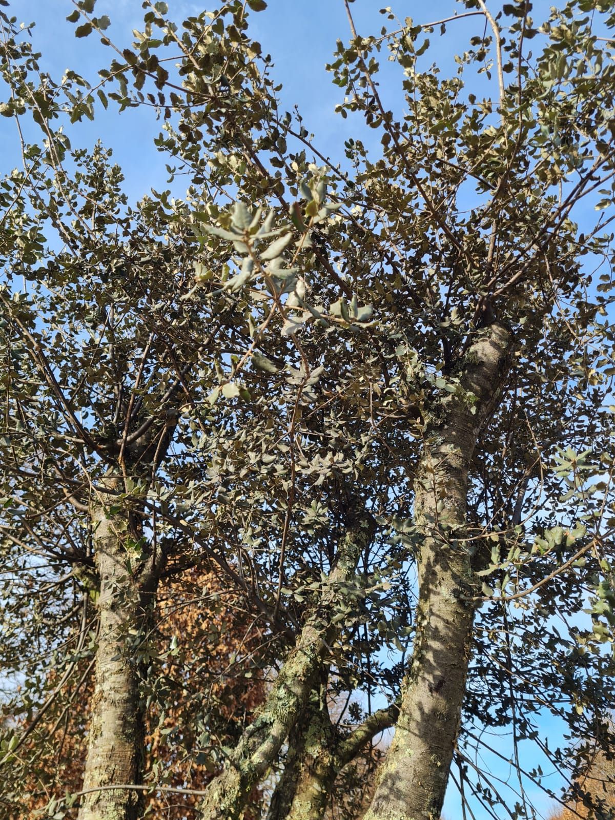 rondbladige-steeneik-hoogstam Rondbladige steeneik | Halfstam / solitair