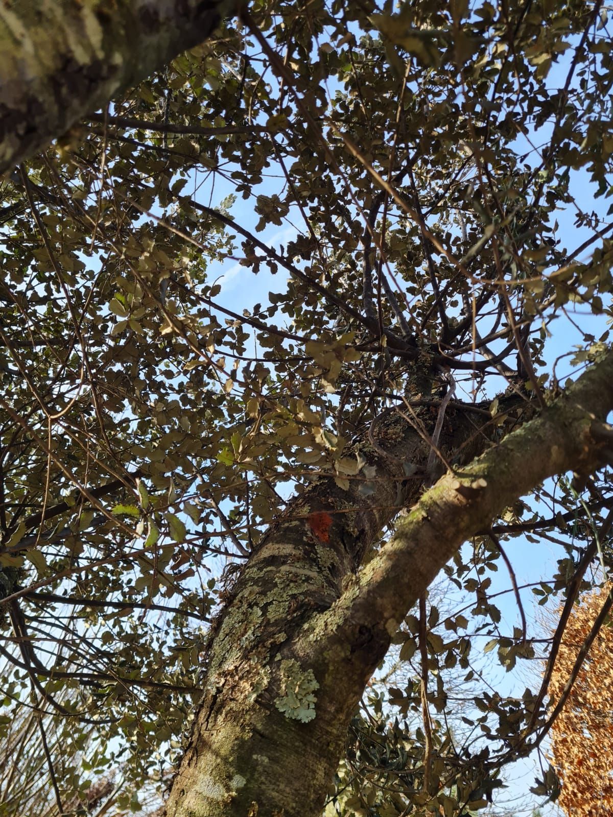 rondbladige-steeneik-hoogstam Rondbladige steeneik | Halfstam / solitair