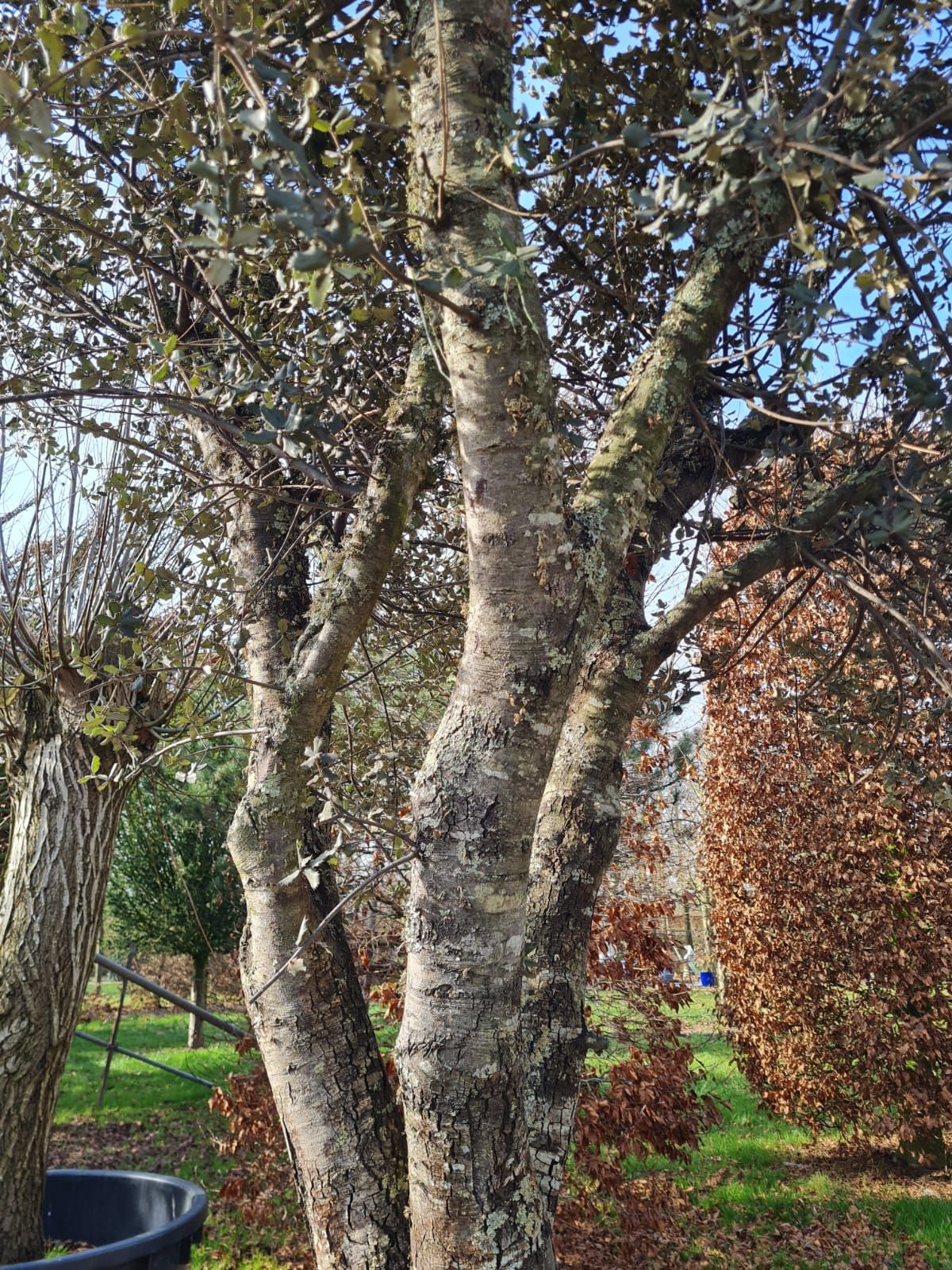rondbladige-steeneik-hoogstam Rondbladige steeneik | Halfstam / solitair