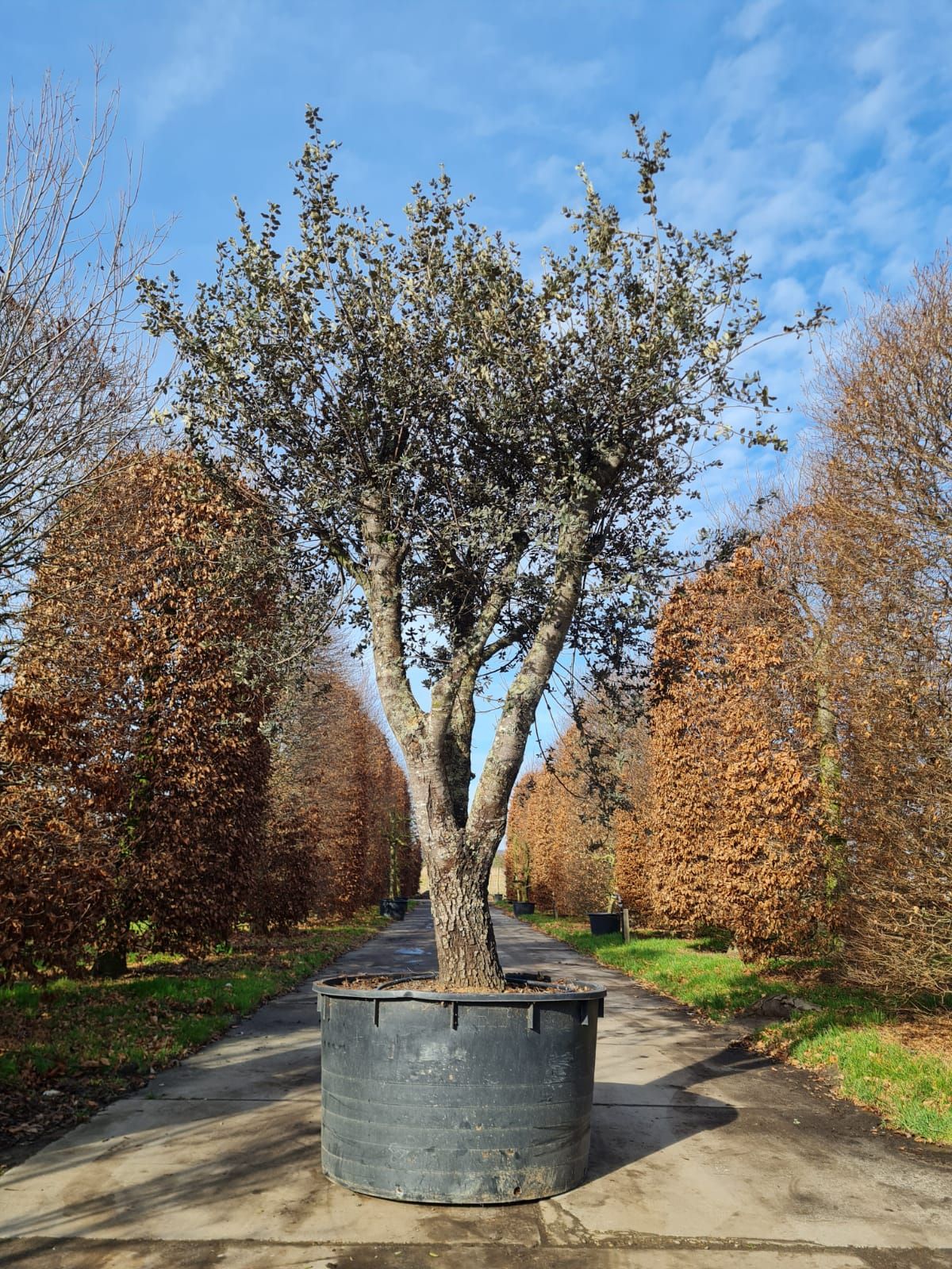 rondbladige-steeneik-hoogstam Rondbladige steeneik | Halfstam / solitair