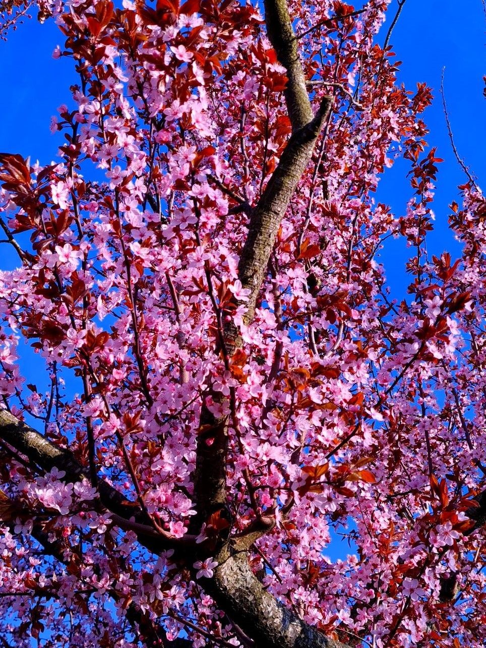 Volwassen Rode kerspruim | Hoogstam
