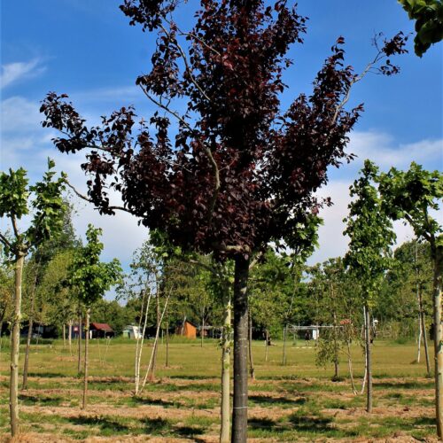 Volwassen Rode kerspruim | Hoogstam