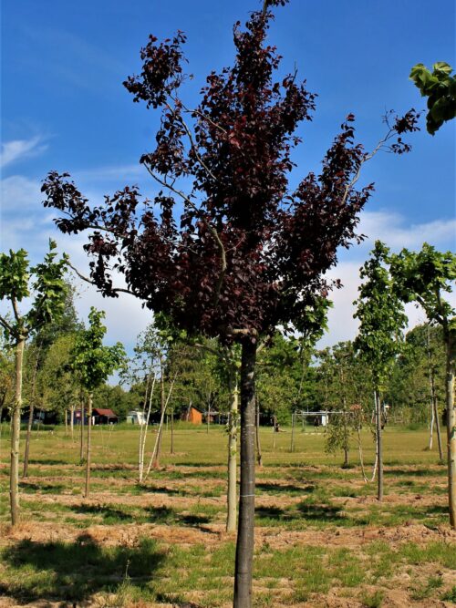 Rode kerspruim | Hoogstam