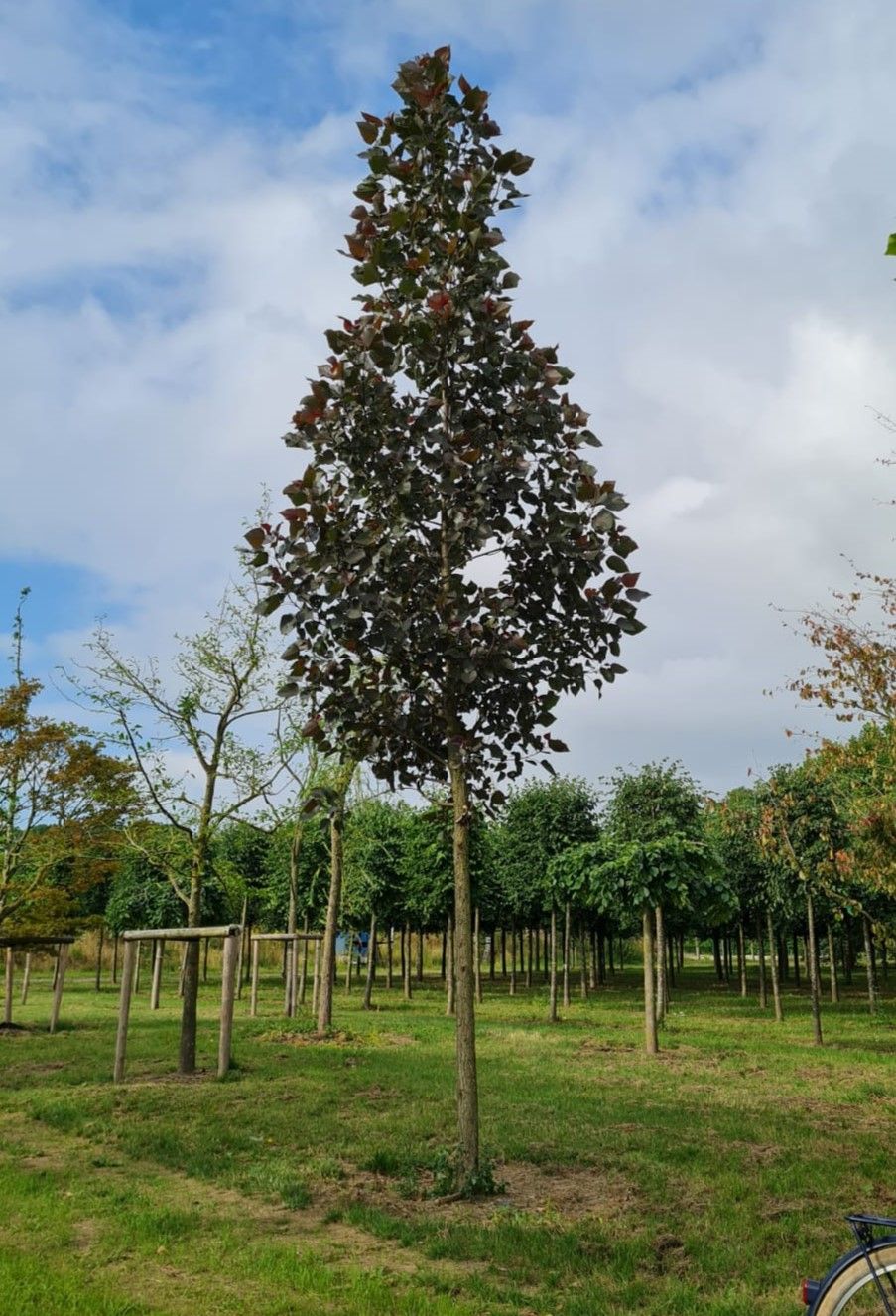 Volwassen Roodbladige populier | Hoogstam