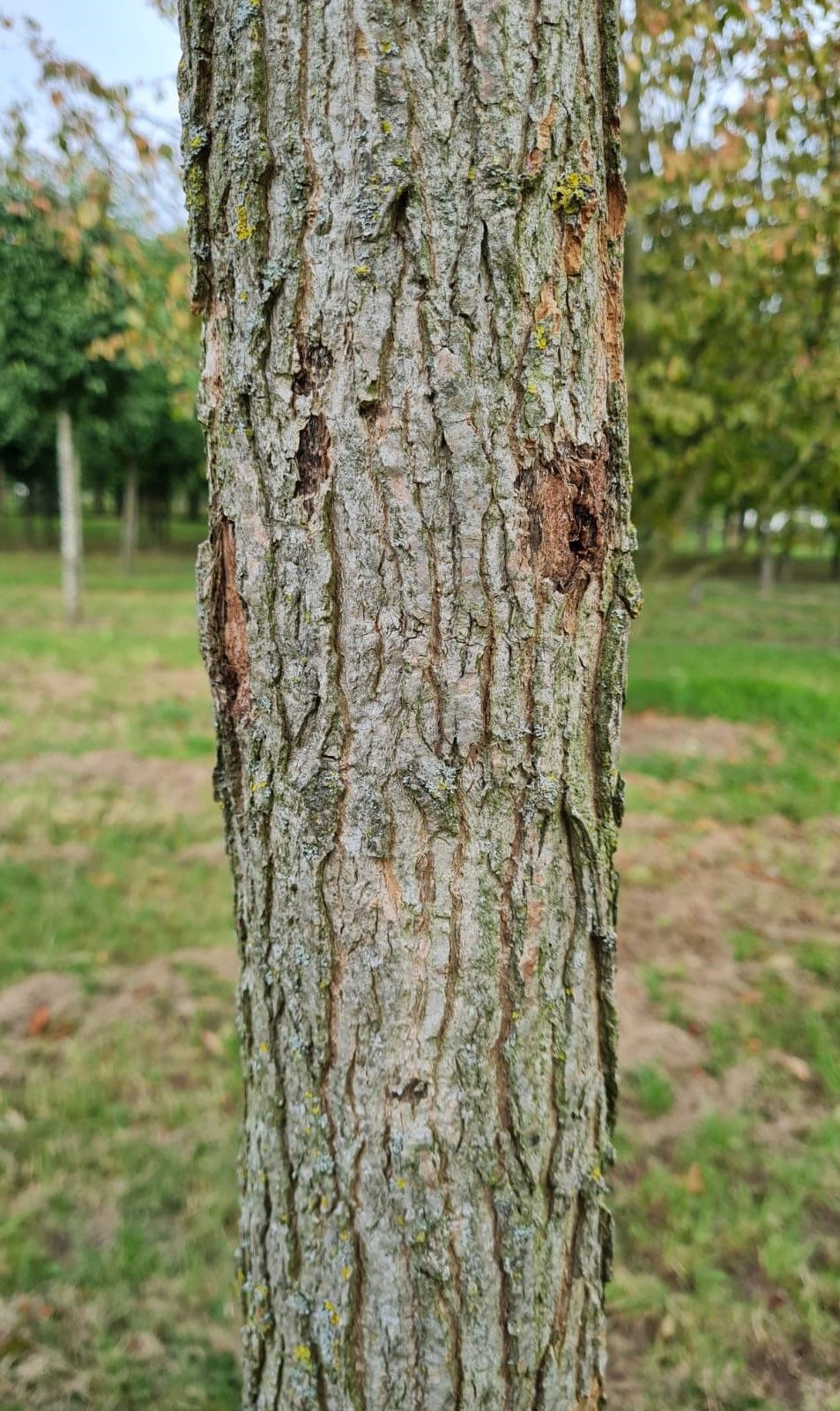 Volwassen Roodbladige populier | Hoogstam