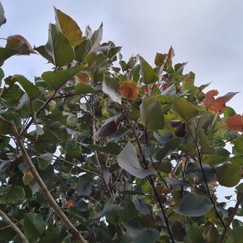 Volwassen Roodbladige populier | Hoogstam