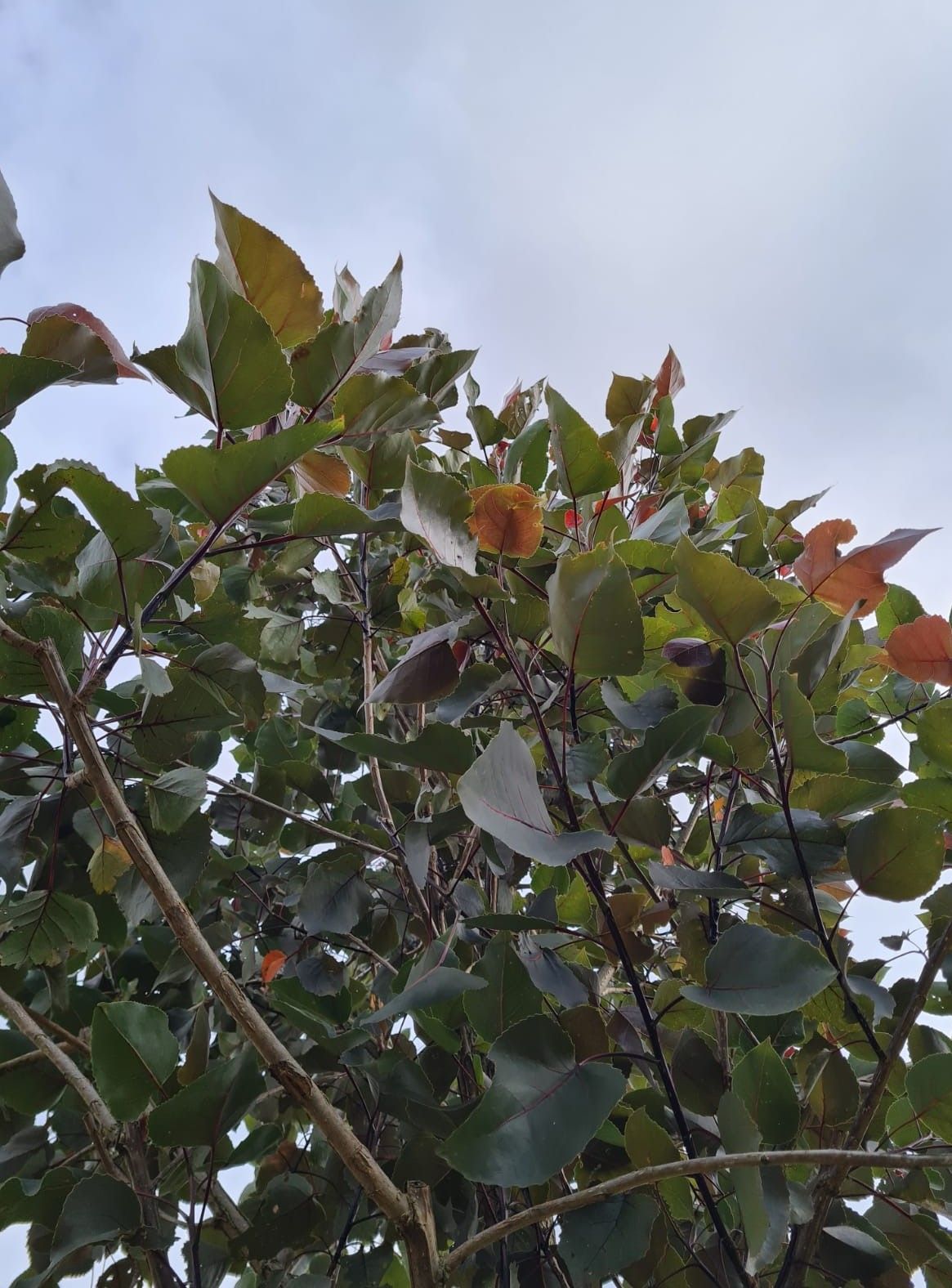 Volwassen Roodbladige populier | Hoogstam