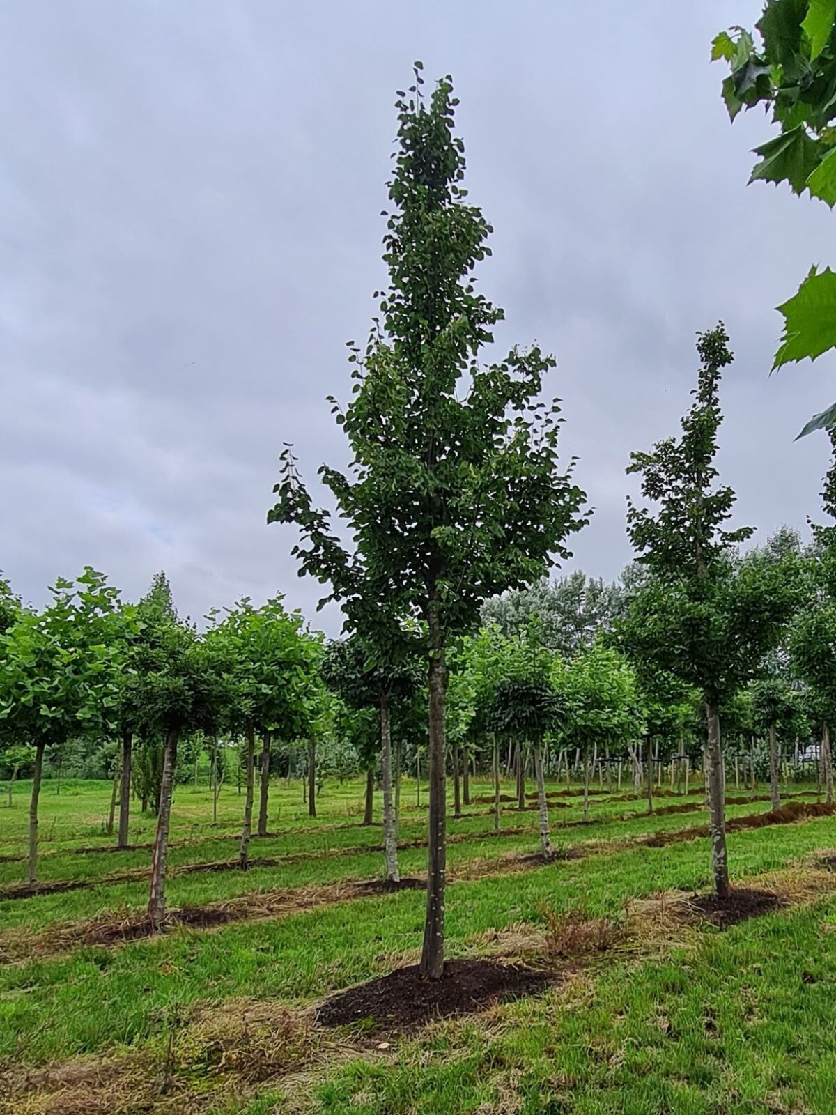 TEST | Zomerlinde | Hoogstam