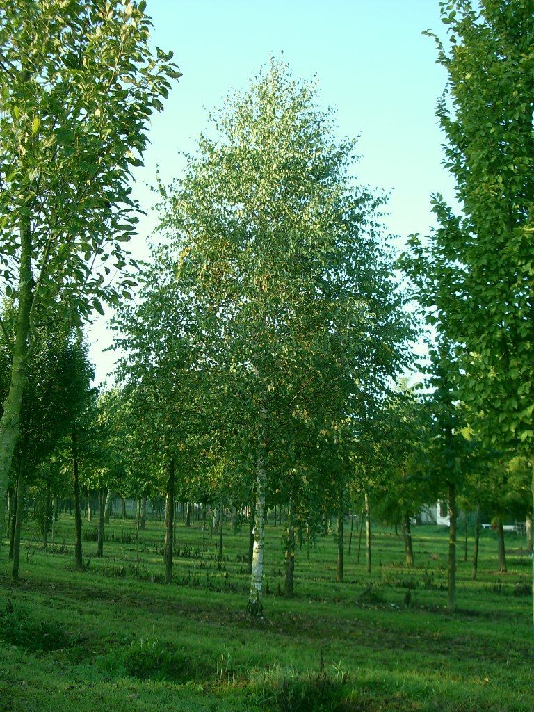 Jonge Ruwe berk | Hoogstam