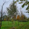Jonge Ruwe berk | Meerstammig