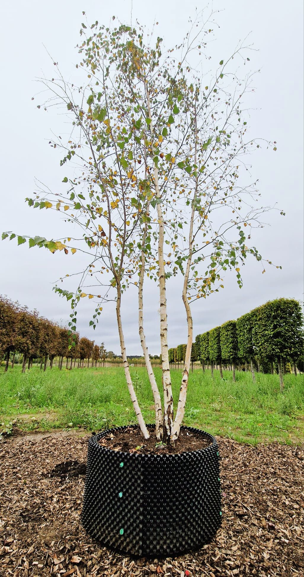 Jonge Ruwe berk | Meerstammig