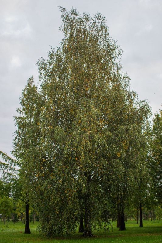ruwe-berk Volwassen Ruwe berk | Hoogstam