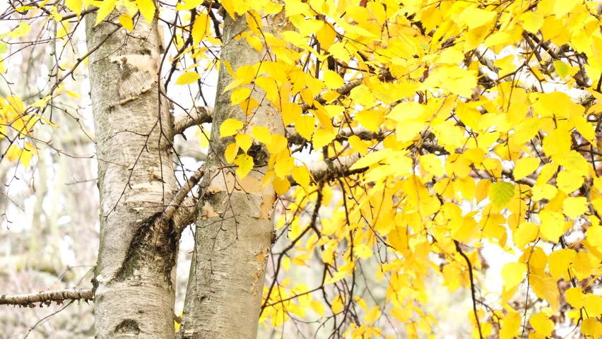 Jonge Ruwe berk | Hoogstam