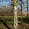 Ruwe berk | Hoogstam | Volgroeide boom