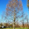 Ruwe berk | Hoogstam | Volgroeide boom