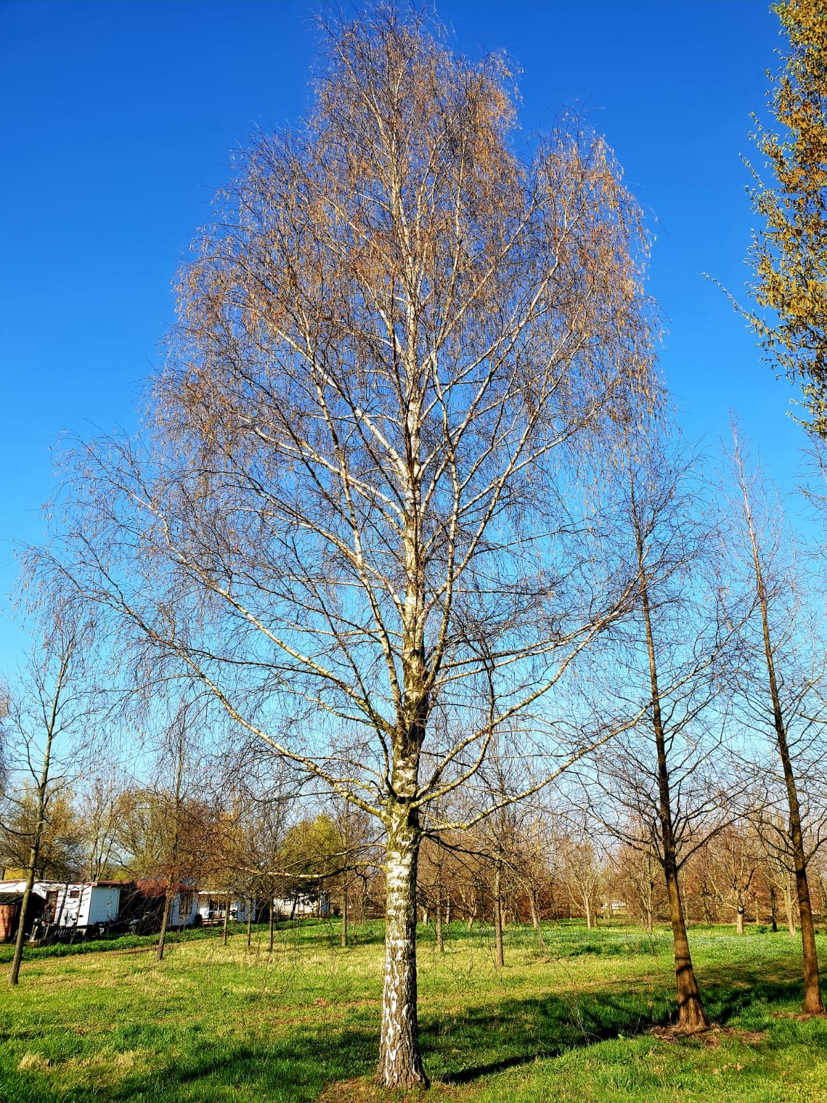 Ruwe berk | Hoogstam | Volgroeide boom
