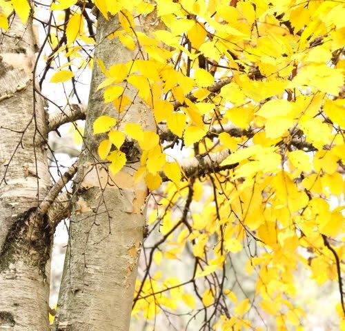 ruwe-berk Taxus | Haagvorm