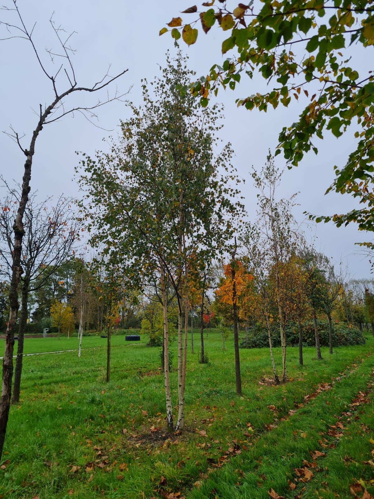 Volwassen Ruwe berk | Meerstammig