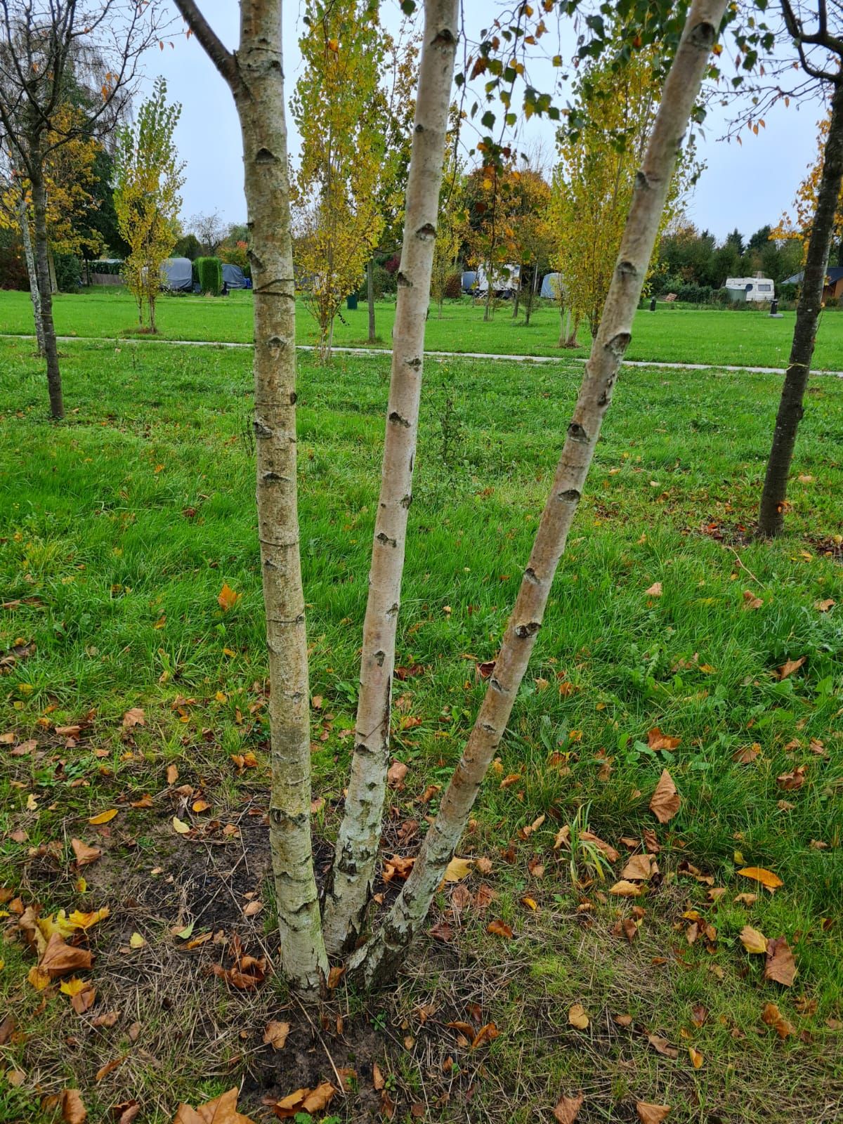 Volwassen Ruwe berk | Meerstammig