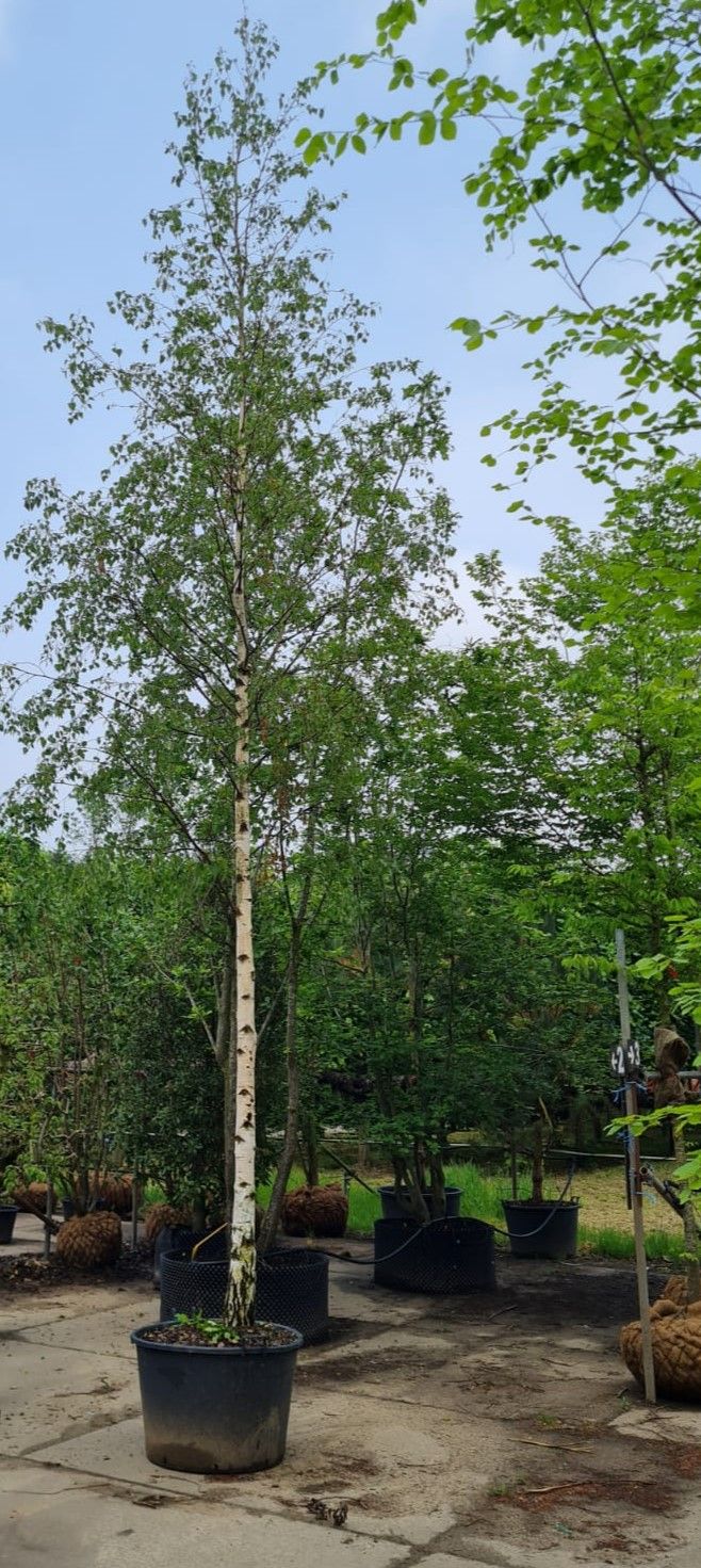 Jonge Ruwe berk | Hoogstam