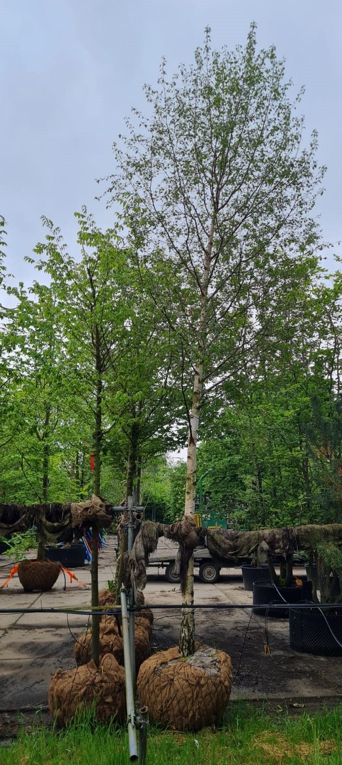 Jonge Ruwe berk | Hoogstam