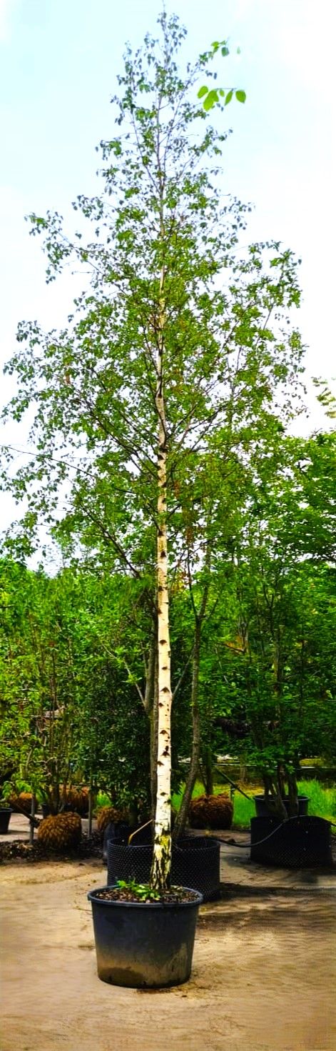 Jonge Ruwe berk | Hoogstam