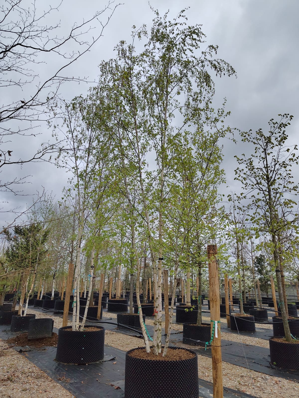 Ruwe berk | Meerstammig