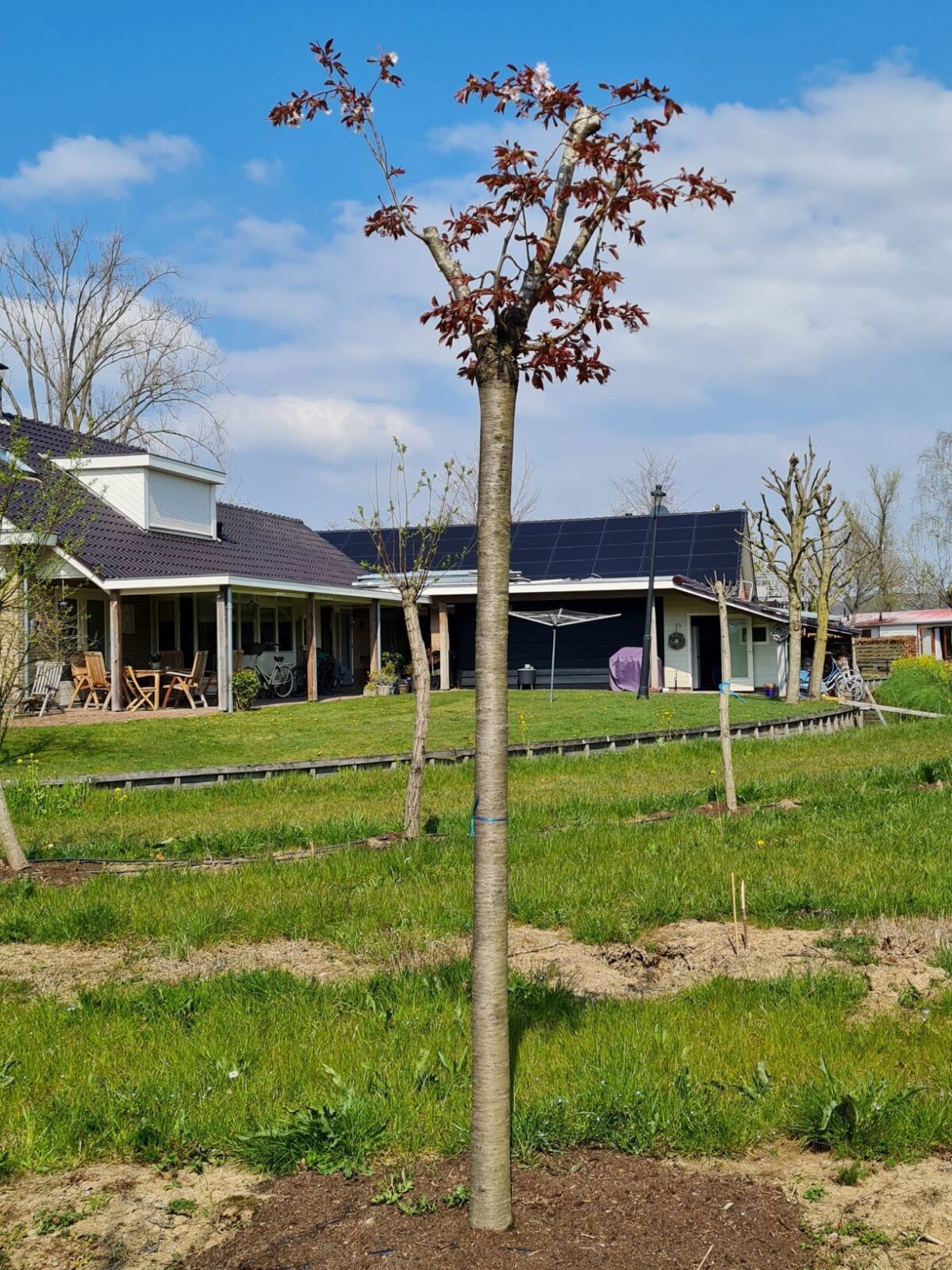 Japanse Sierkers 'Sargent'