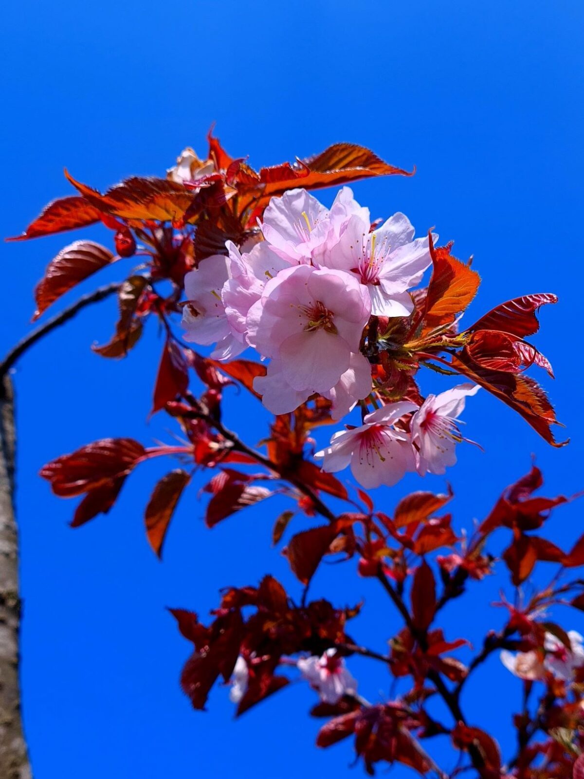 Japanse Sierkers 'Sargent'