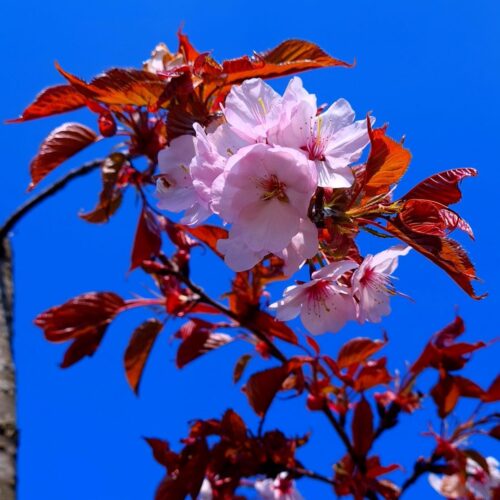 Japanse Sierkers 'Sargent'