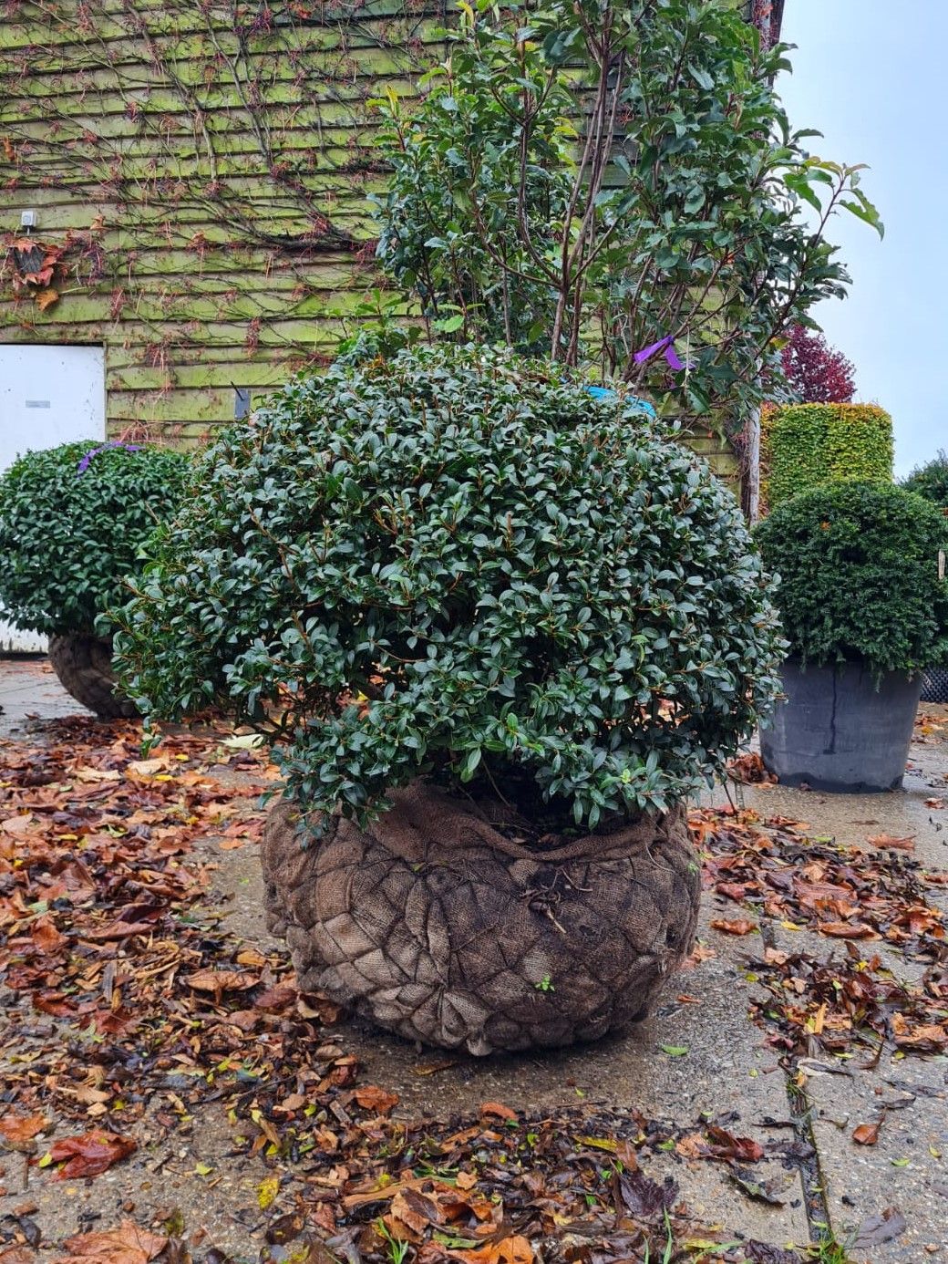 Jonge Schijnhulst | Bolvorm