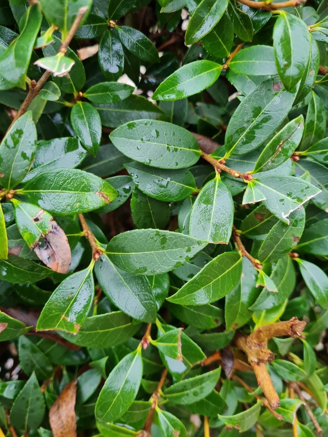 Jonge Schijnhulst | Bolvorm