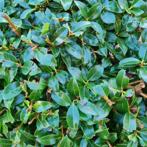 Jonge Schijnhulst | Bolvorm