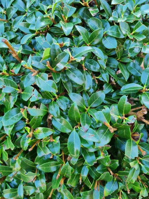 schijnhulst Schijnhulst | Bolvorm