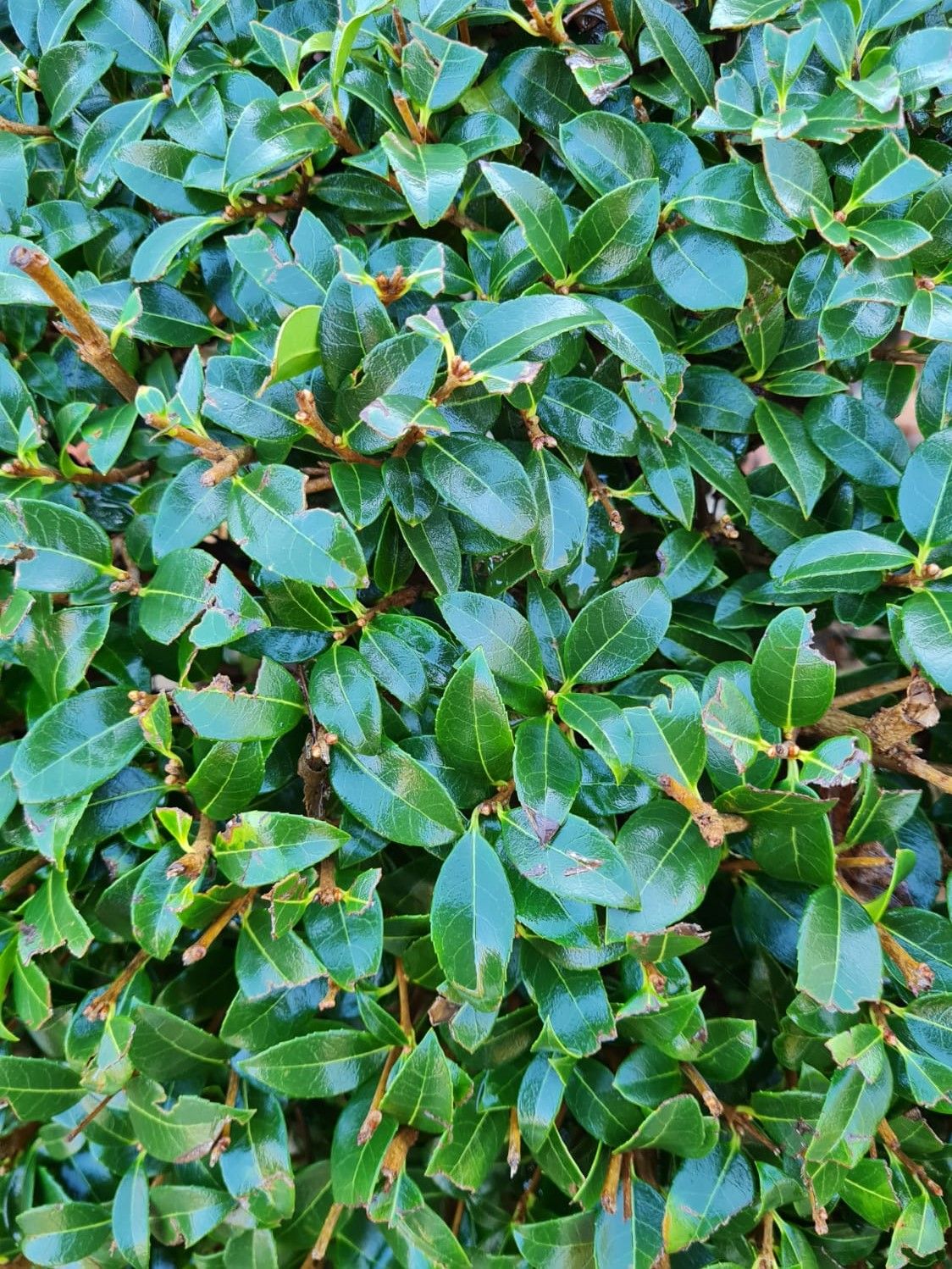 Jonge Schijnhulst | Bolvorm