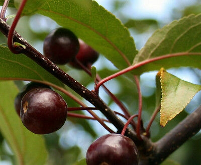 sierappel-liset-hoogstam Volwassen Sierappel 'Liset' | Hoogstam