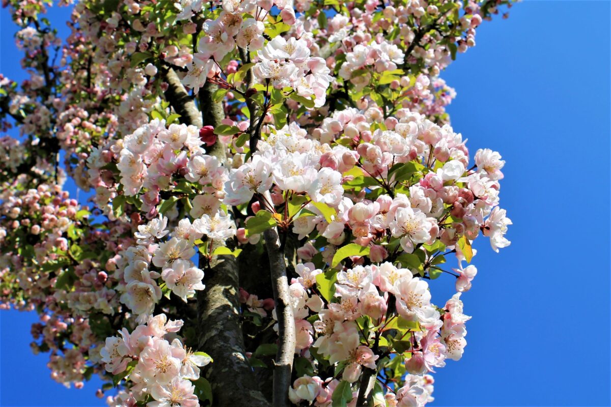 sierappel-liset-hoogstam Volwassen Sierappel 'Liset' | Hoogstam