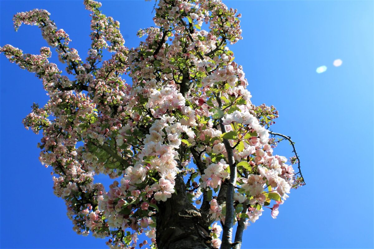 sierappel-liset-hoogstam Volwassen Sierappel 'Liset' | Hoogstam