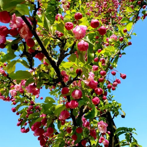 Volwassen Sierappel 'Liset' | Hoogstam