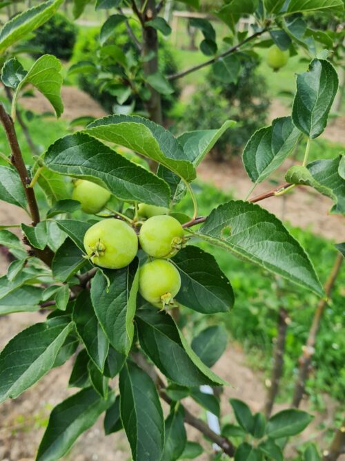 sierappel-liset-hoogstam Sierappel 'John Downie' | Meerstammig