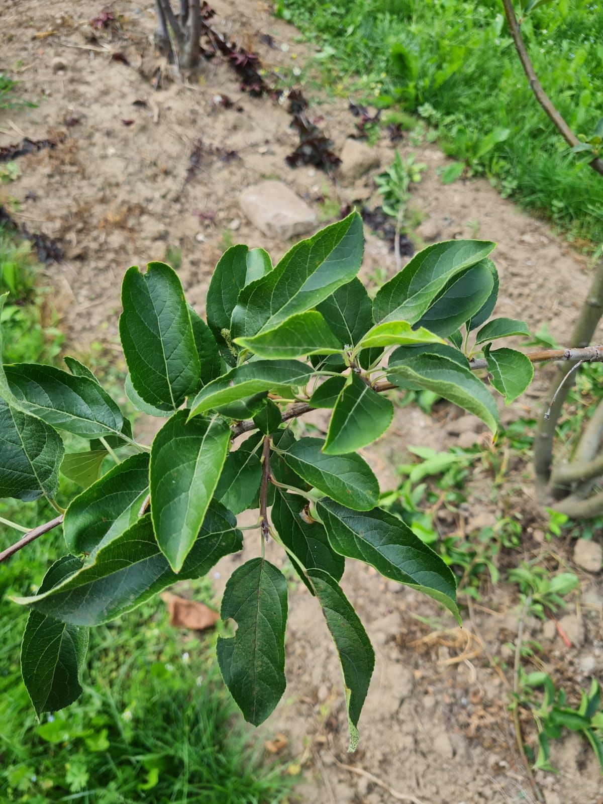 Jonge Sierappel 'John Downie' | Meerstammig