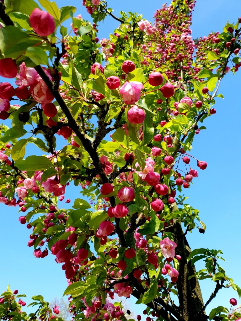 sierappel-liset-hoogstam Volwassen Sierappel 'Liset' | Hoogstam