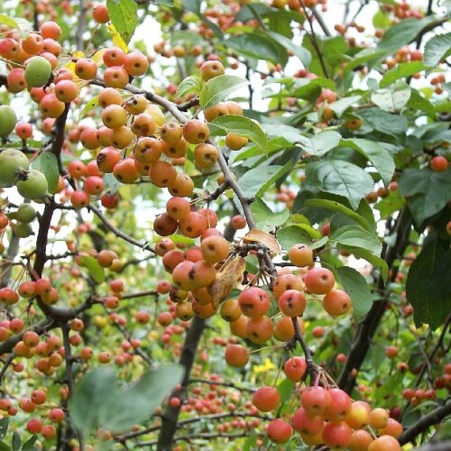 Jonge Sierappel 'Prof. Sprenger' | Hoogstam