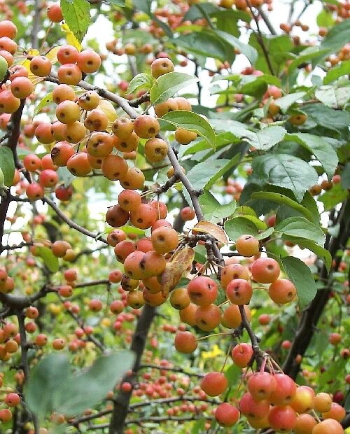 Sierappel 'Prof. Sprenger' | Hoogstam