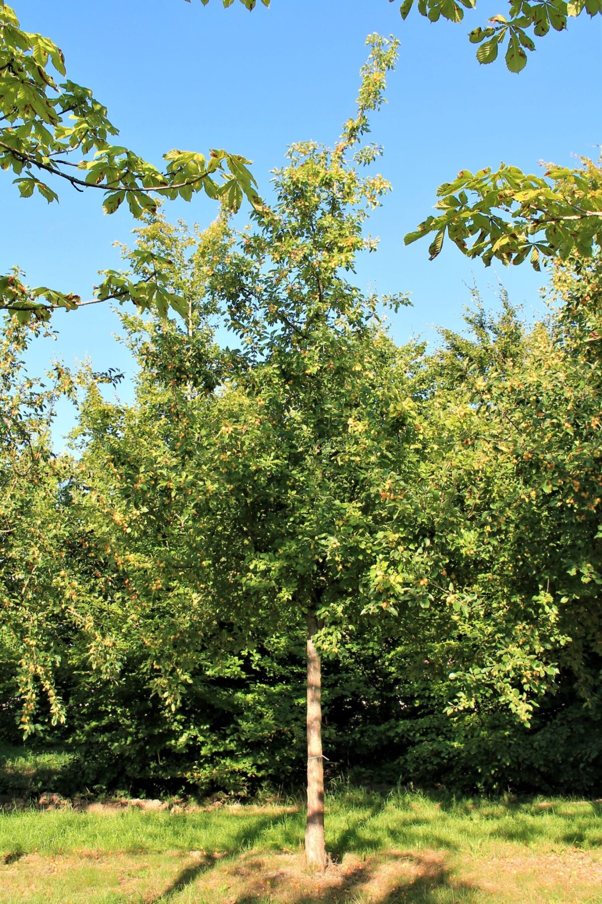 sierappel-professor-sprenger-hoogstam- Volwassen Sierappel 'Prof. Sprenger' | Hoogstam