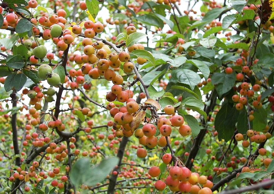 sierappel-professor-sprenger-hoogstam- Volwassen Sierappel 'Prof. Sprenger' | Hoogstam