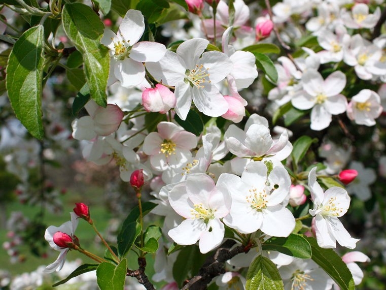 sierappel-professor-sprenger-hoogstam- Volwassen Sierappel 'Prof. Sprenger' | Hoogstam