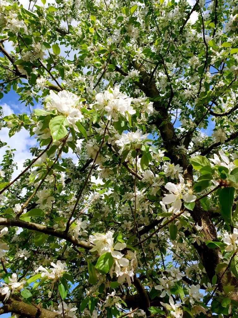 sierappel-professor-sprenger-hoogstam- Volwassen Sierappel 'Prof. Sprenger' | Hoogstam